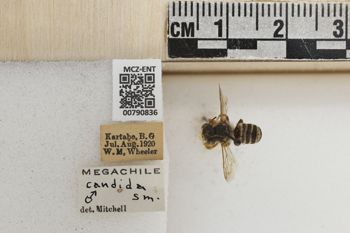 Media type: image;   Entomology 790836 Aspect: Labels